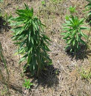 bolted marestail.jpg bolted marestail.jpg